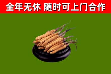 双峰县回收冬虫夏草