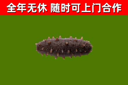 双峰县回收海参干